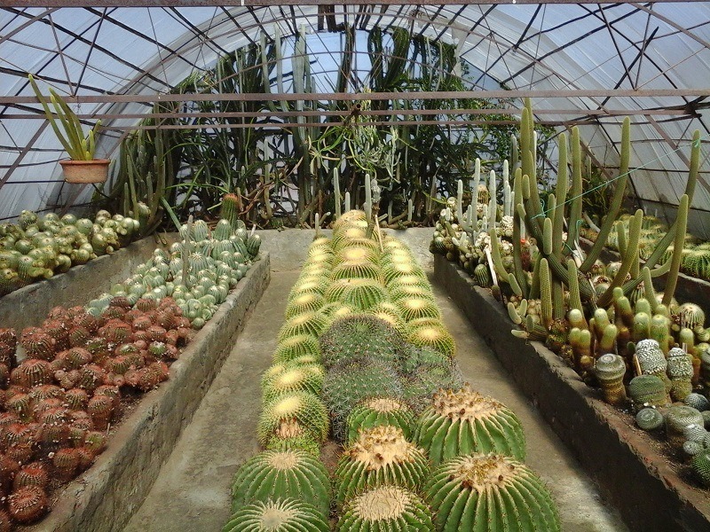 Pine view cactus nursery